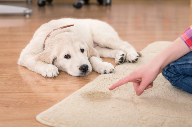 house cleaning tenancy cleaning